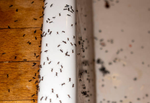 Best Wasp Removal Services  in Mattituck, NY