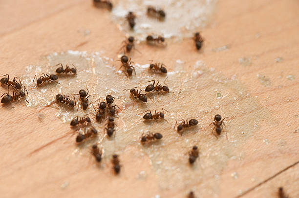 Best Residential Pest Control  in Mattituck, NY